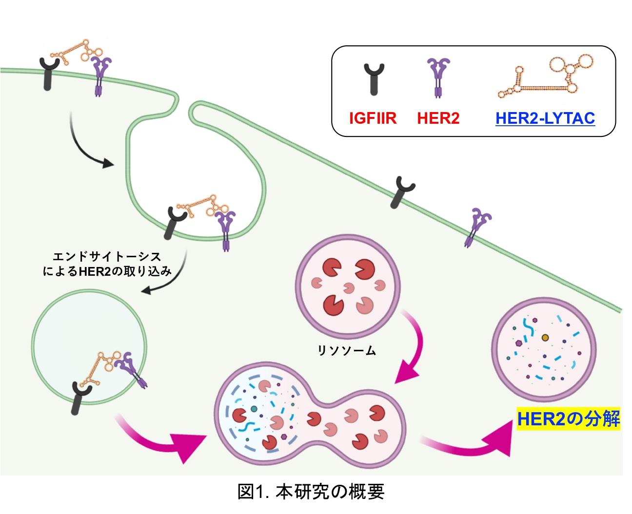 【東京薬科大学】がん細胞の増悪に関与するHER2を分解へと導く化合物を開発～新規作用機序を有する抗がん剤の開発へ～
