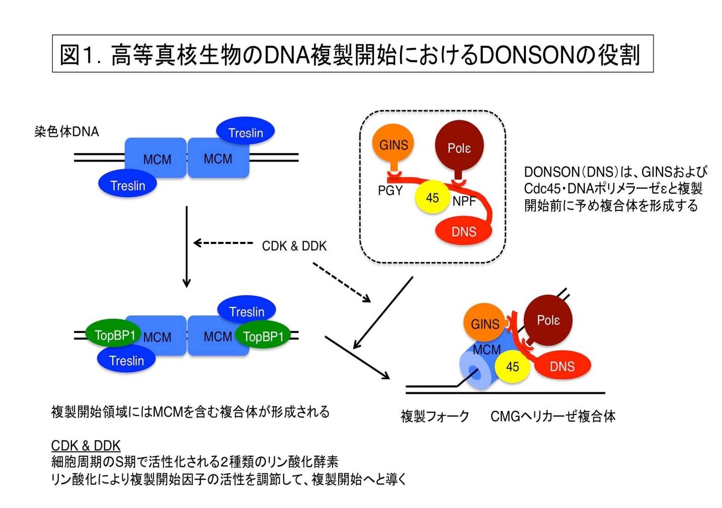 【東京薬科大学】小頭症原因遺伝子DONSONの新規生理機能を発見～小頭症の病因・病態解明へ期待～