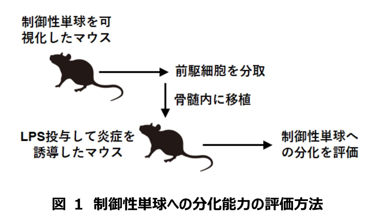 【東京薬科大学】組織修復を助ける制御性単球の産生機構が明らかに　～炎症性腸疾患やがんの新たな治療法開発に期待～