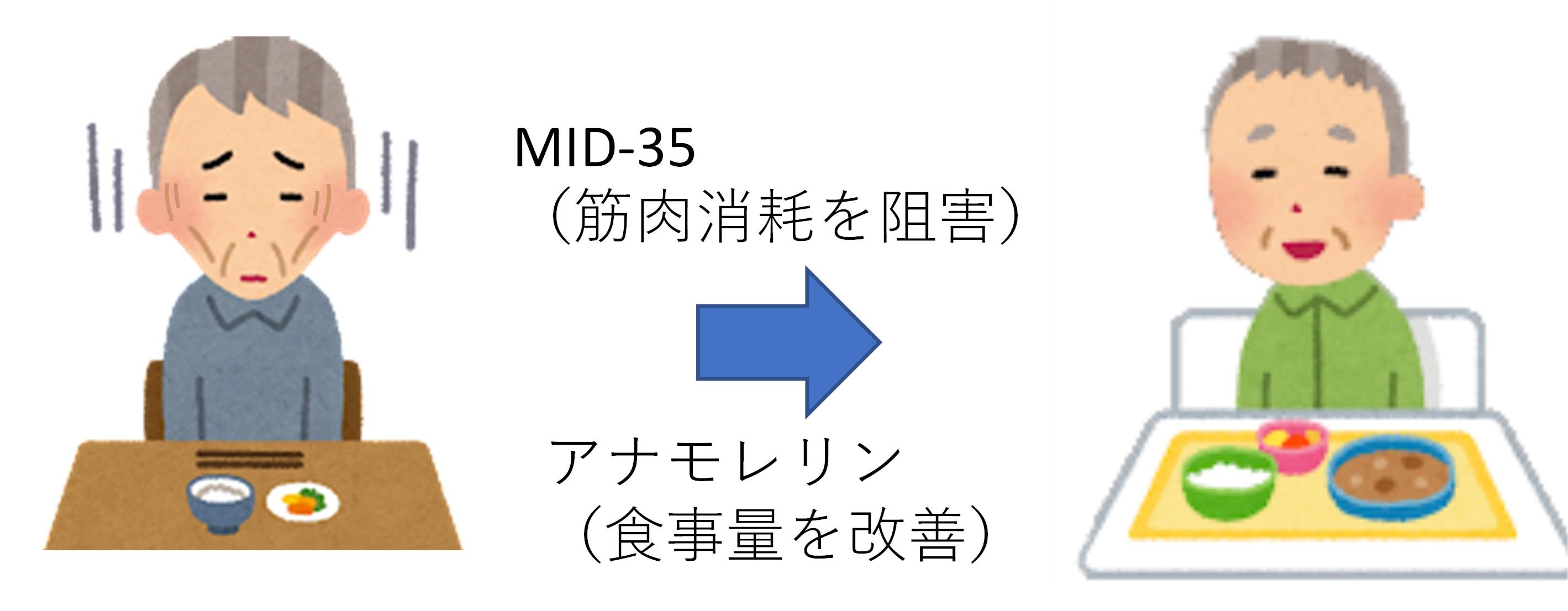 東薬大 新規開発の筋肉消耗阻害ペプチドと食欲増進薬の併用により、がん悪液質治療に高い効果を示すことを確認～がん悪液質治療法開発に期待～