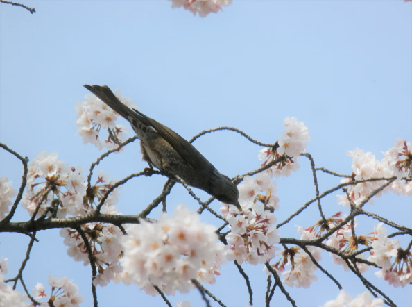 鳥が花蜜を味わう新たな仕組みを解明「スズメ亜目を鳥類最大の種数へ繋栄させた糖の味受容機構」が明らかに