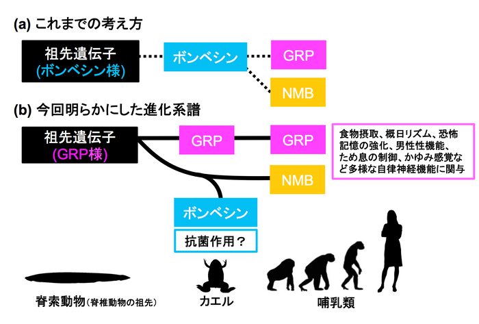 ご先祖様だと信じてきたもの、実は叔母のような関係？　カエル抗菌ペプチド「ボンベシン」と哺乳類神経ペプチド「ガストリン放出ペプチド」とは異なる進化系譜だった