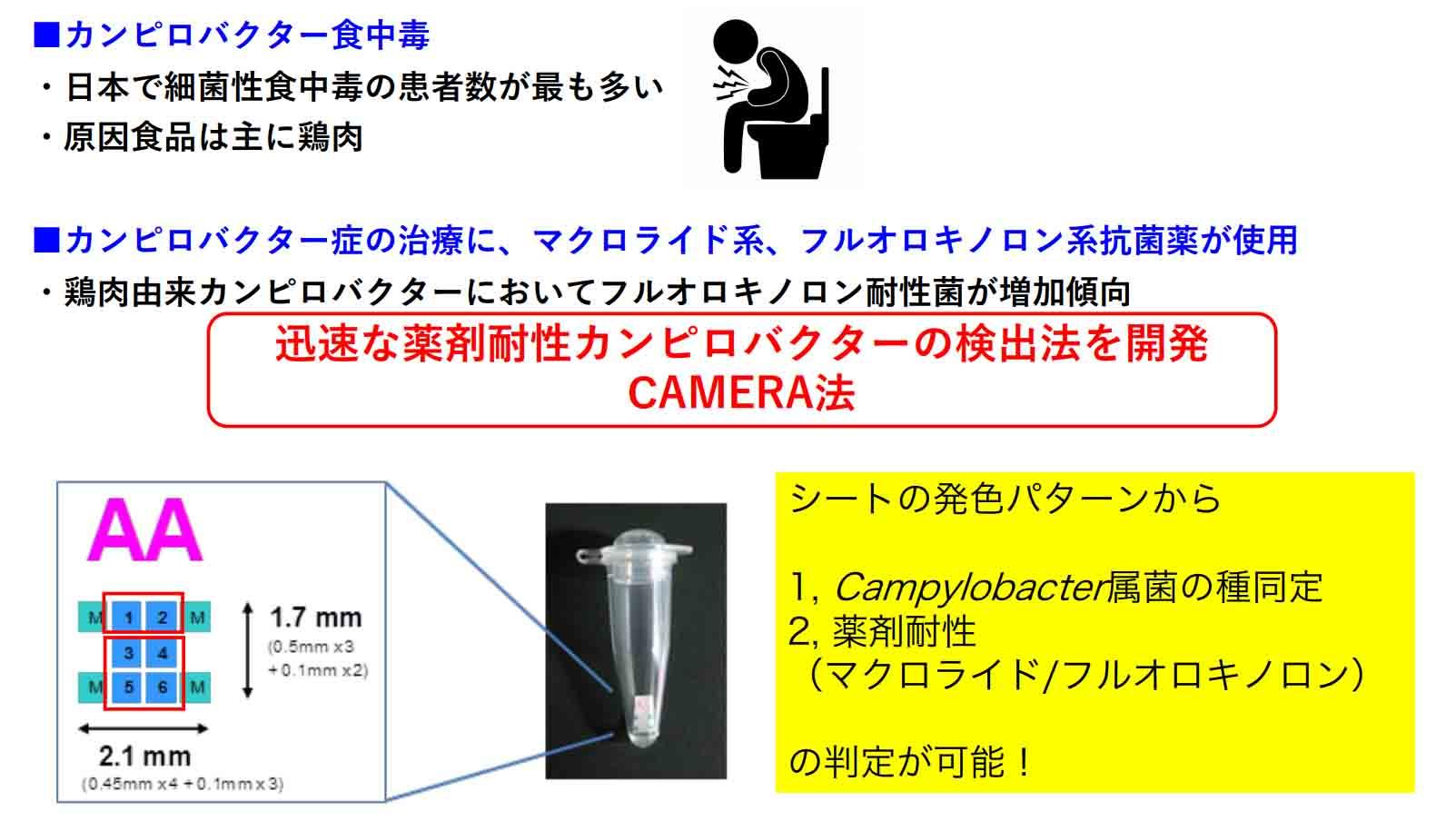 酪農学園大学の臼井優准教授らの研究グループが薬剤耐性Campylobacterの迅速検出法（CAMERA法）を開発 -- 食品検査や農場での検査への応用に期待