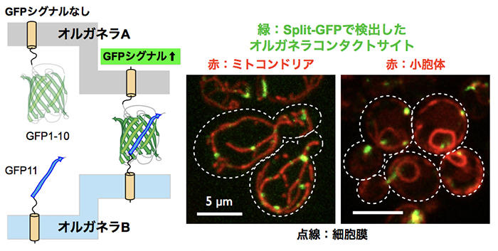 オルガネラ（細胞小器官）間相互作用の可視化に成功～細胞内構造のこれまでの概念を一新～－京都産業大学