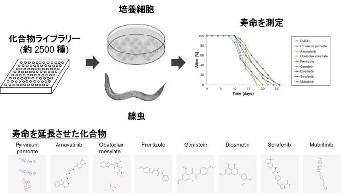 【京都産業大学】ミトコンドリアでのATP合成を阻害することで寿命を延ばす化合物を発見-- 英文科学雑誌Biochimica et Biophysica Acta Bioenergeticsに掲載