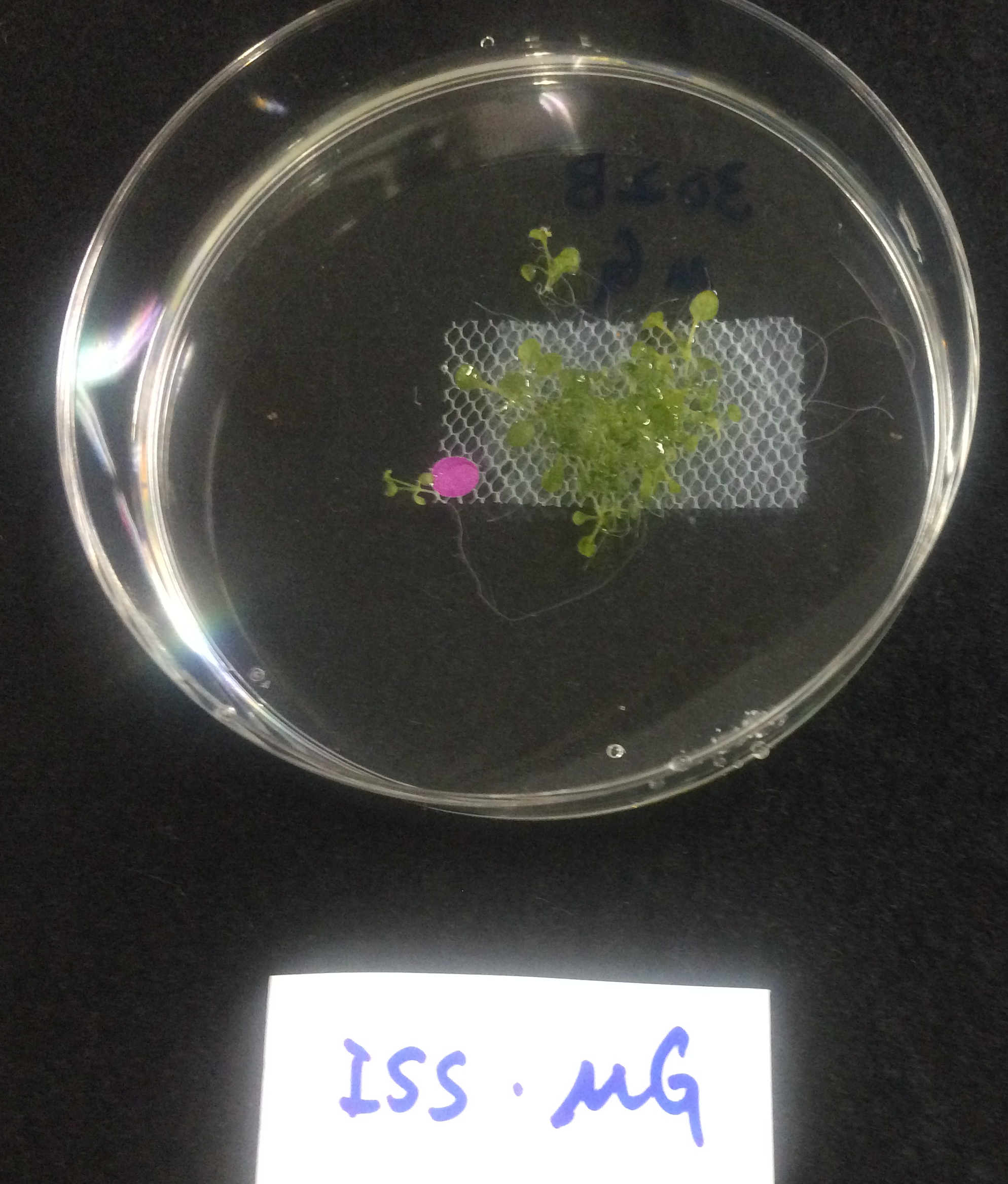 【ライフサイエンス】植物の根はなぜ下に伸び、絡みつくのか。そのメカニズムの一端がISSにおける宇宙実験で明らかに。--金沢工業大学応用バイオ学科の辰巳仁史教授の研究グループ