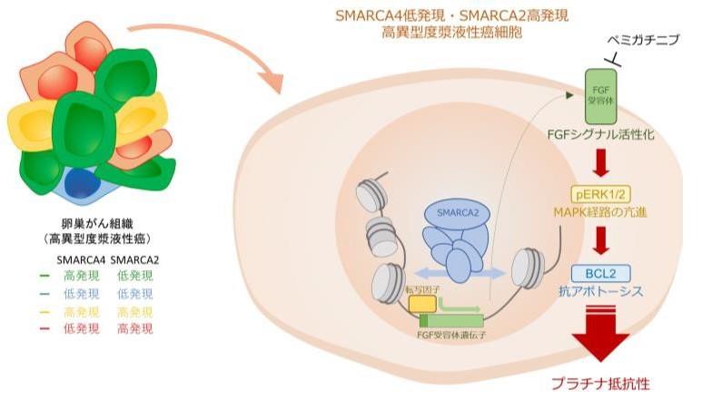 【大阪大学】卵巣がんのプラチナ抵抗性に関与する特殊な細胞群を同定 -- 卵巣がんに対する新しい治療戦略の開発に期待
