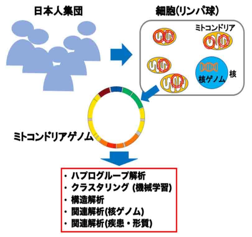独自のゲノムをもつミトコンドリアの日本人集団における特徴を明らかに -- 大阪大学