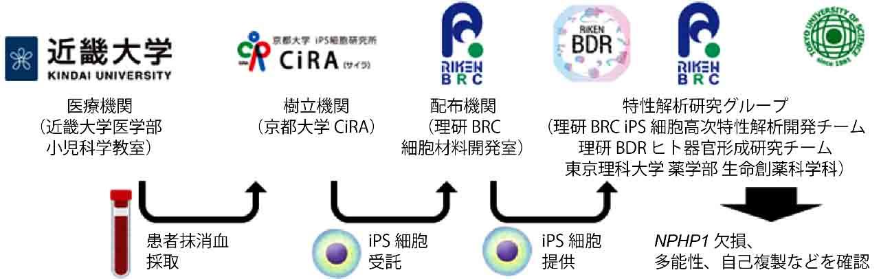 遺伝性腎臓病のヒトiPS細胞を樹立 -- 難病「若年性ネフロン癆」の発症機序解明と治療法開発に期待 --
