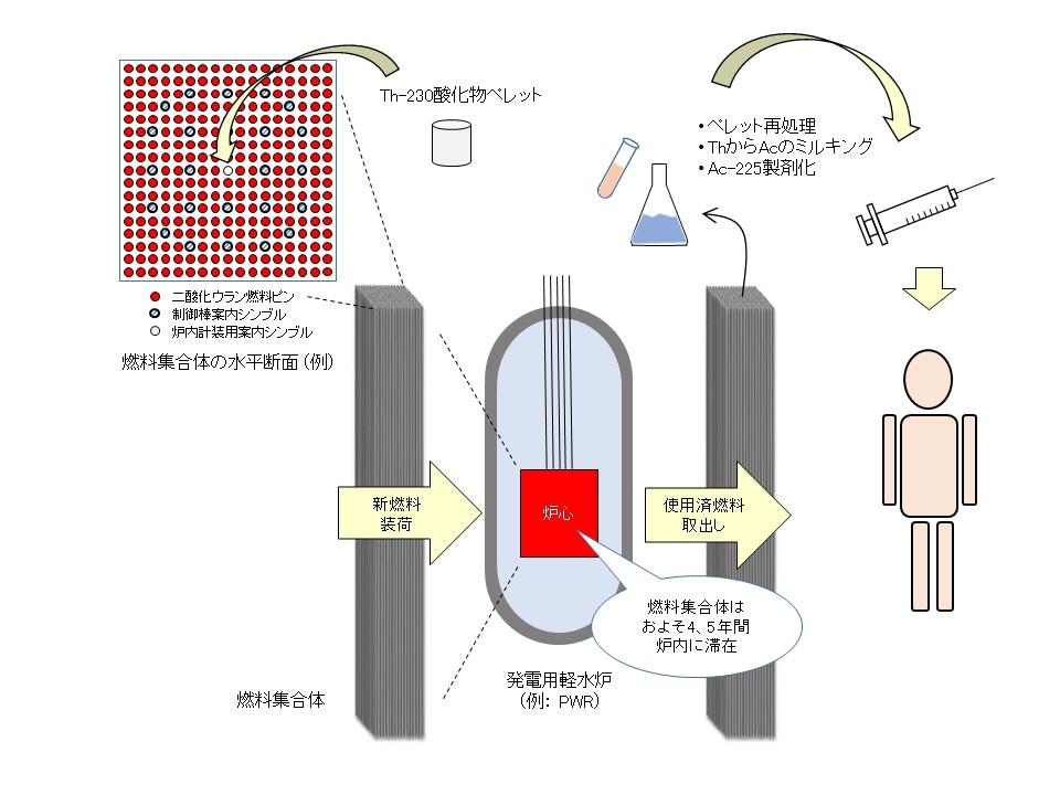 がん細胞を集中侵撃するアクチニウム225の量産技術を考案 -- 商用原子炉でトリウムを熟成、半永久的な供給を可能に --