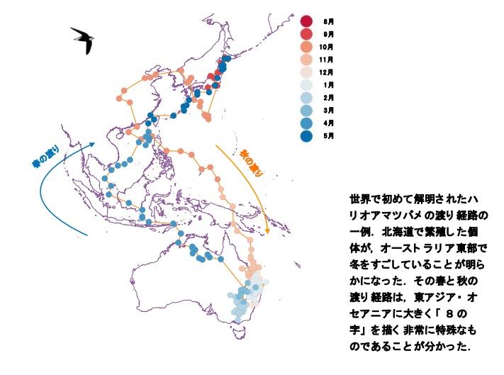 酪農学園大学森さやか准教授らの研究グループが基礎生態がほぼ不明な「ハリオアマツバメ」の渡りの全経路を解明 -- 北海道からオーストラリア東部までの長距離を行き来