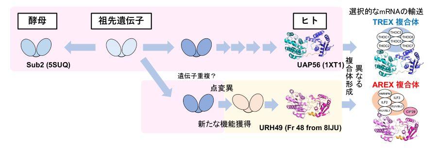 【東京薬科大学】mRNA※1を核から細胞質へ輸送するバルクmRNA輸送体※2の構成因子を解明　がんの早期発見や予後の予測に役立つ可能性のある研究成果