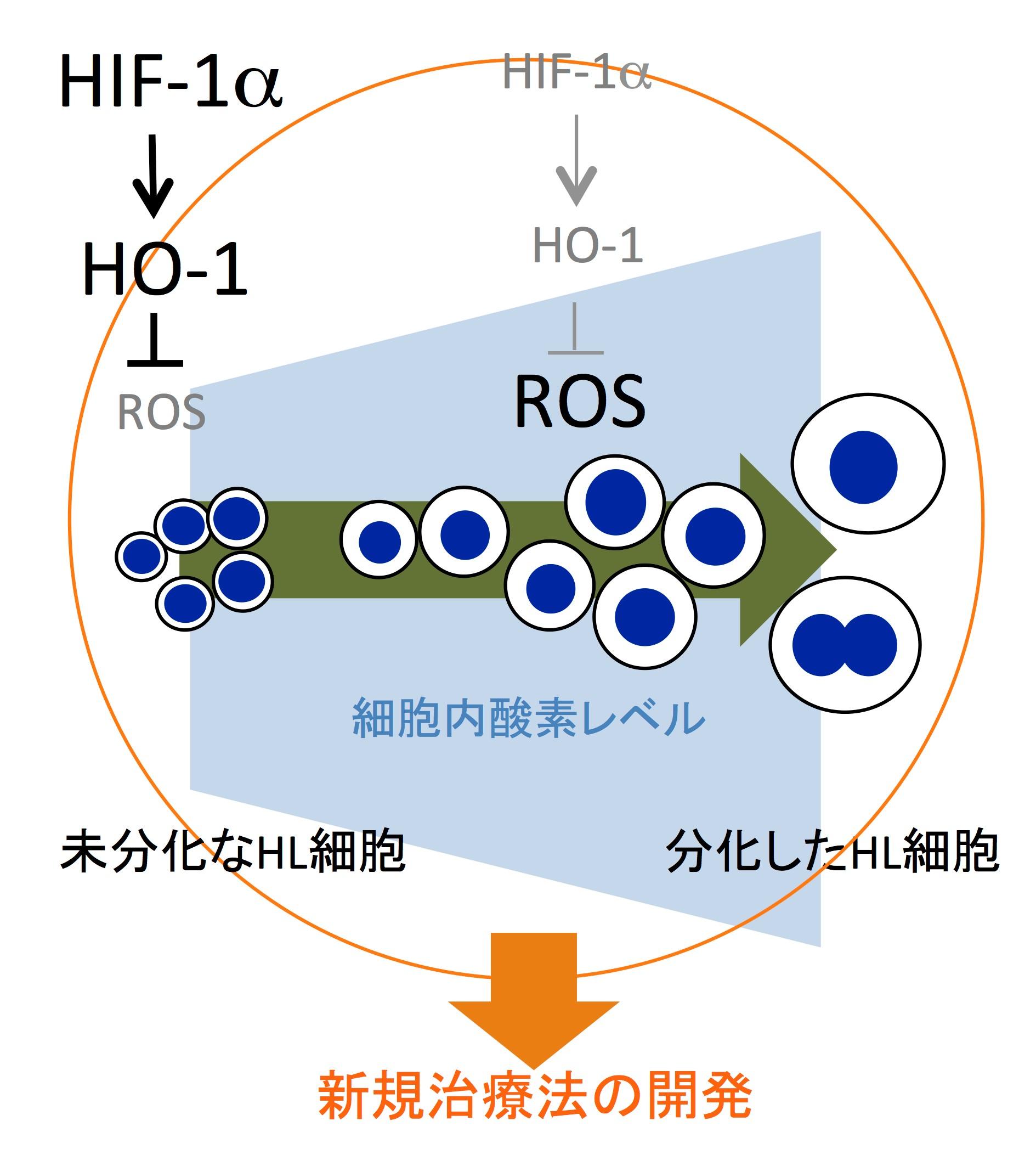 がん細胞の分化制御機構の解明と治療への応用の可能性 -- 北里大学