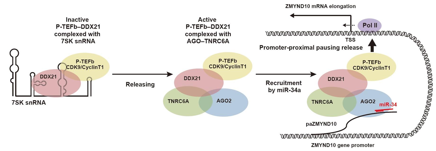 東京医科大学が「マイクロRNAによる転写活性化メカニズムの解明　～核内マイクロRNAの新しい機能～」