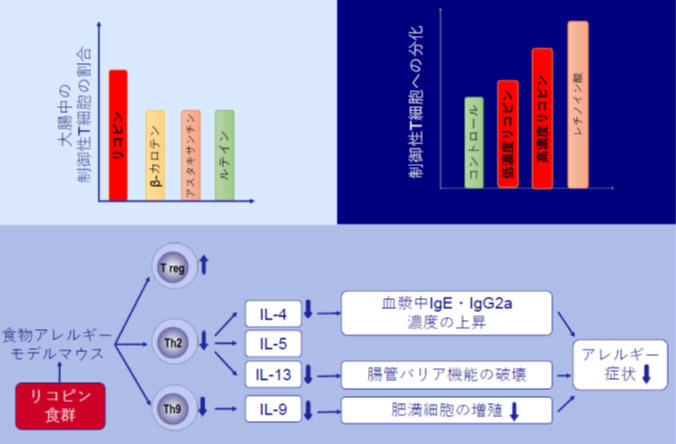 リコピンがアレルギー症状を抑制させる仕組みを解明