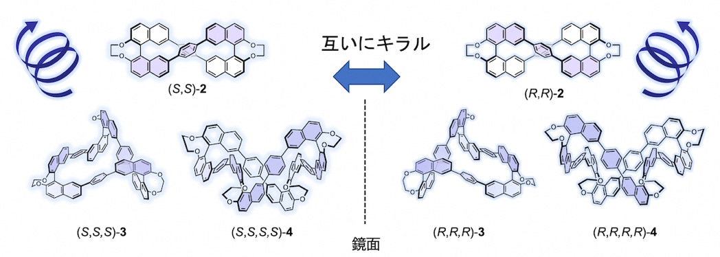 複数のねじれを組み込んだ環状有機分子による高輝度円偏光発光色素材料を開発～高輝度円偏光有機LEDや新しいバイオイメージングに期待 -- 北里大学