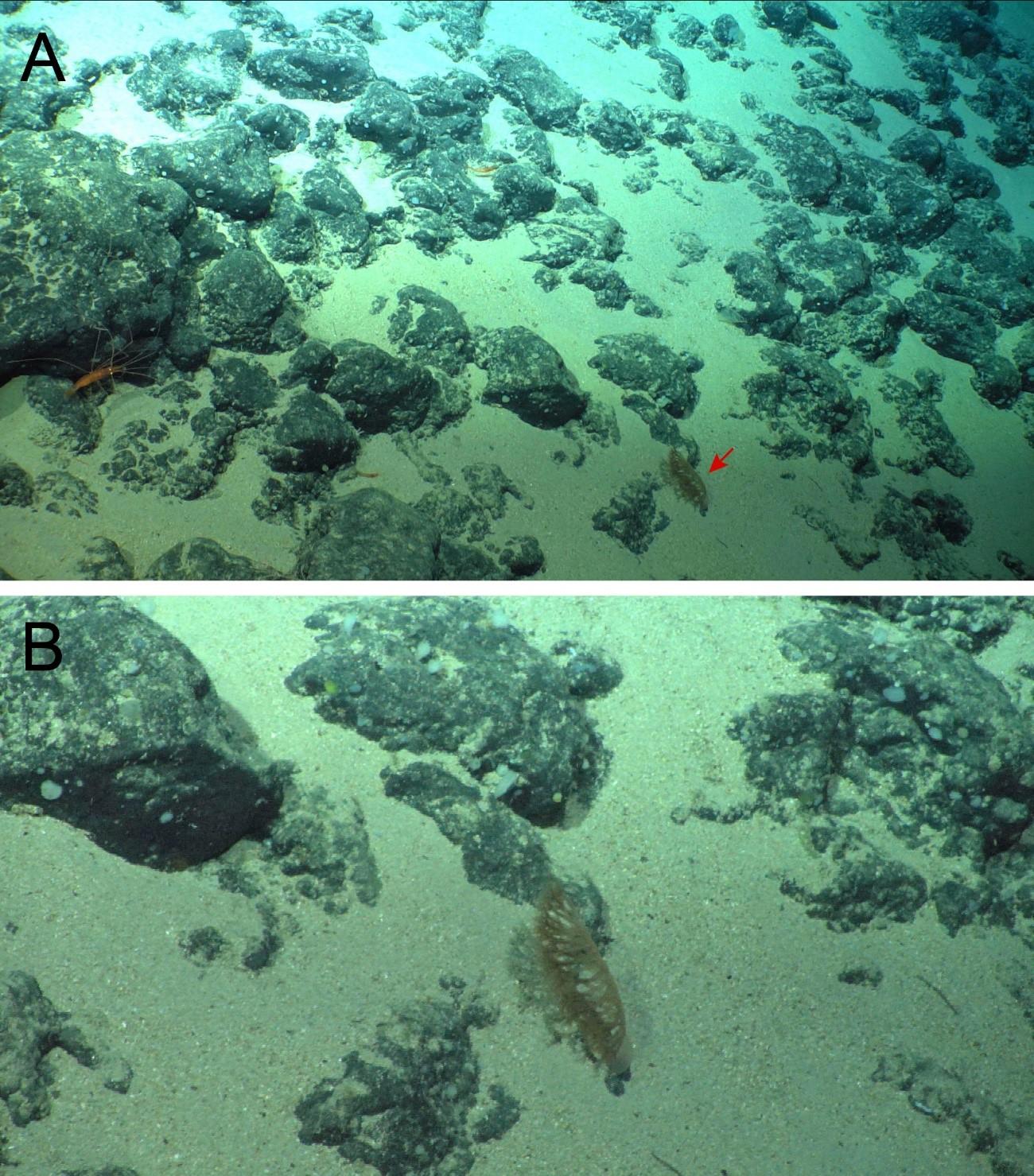 【立正大学】海洋保護区安永海山の岩場で新種のウミエラ類を発見 －北西太平洋から初報告－