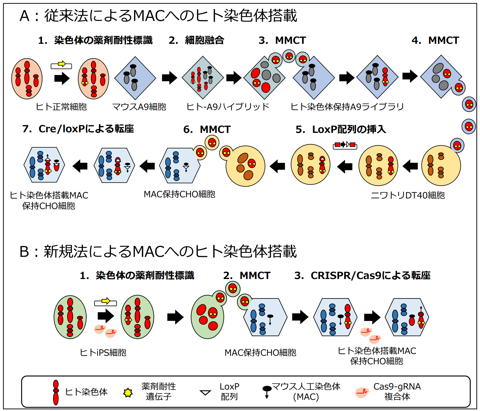【鳥取大学×東京薬科大学】ヒト染色体領域のクローニングを飛躍的に改善する技術を開発～マウス人工染色体を用いたヒトゲノム研究・創薬研究を加速～