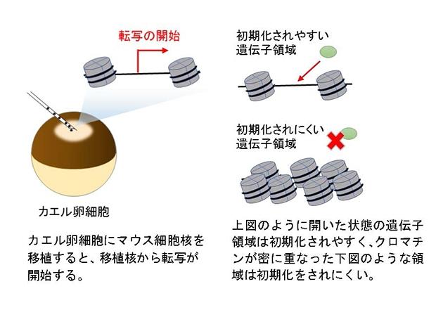 「遺伝子発現の初期化」に重要な要素を発見 -- 近畿大学