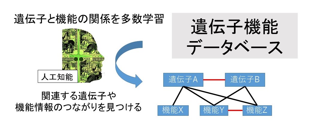 人工知能を用いて遺伝子とその機能の相互関係を見つける手法を開発 -- ゲノム創薬への応用に向け学外研究機関と共同研究を開始 -- 東京工科大学応用生物学部