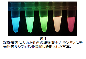 単一分子も検出できる！高光度マルチカラー化学発光タンパク質を開発 --複数の生命現象を高感度計測する新技術--大阪大学
