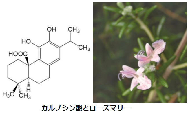 ローズマリー由来の物質がアルツハイマー病を抑制 -- 東京工科大学応用生物学部