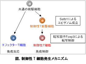 制御性T細胞発生に関わる重要なタンパク質を同定 -- 自己免疫疾患やアレルギーの治療に光 -- 大阪大学