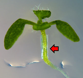 帝京大学理工学部らの研究グループが「接ぎ木癒着に関わる植物ホルモンの作用機構」を解明