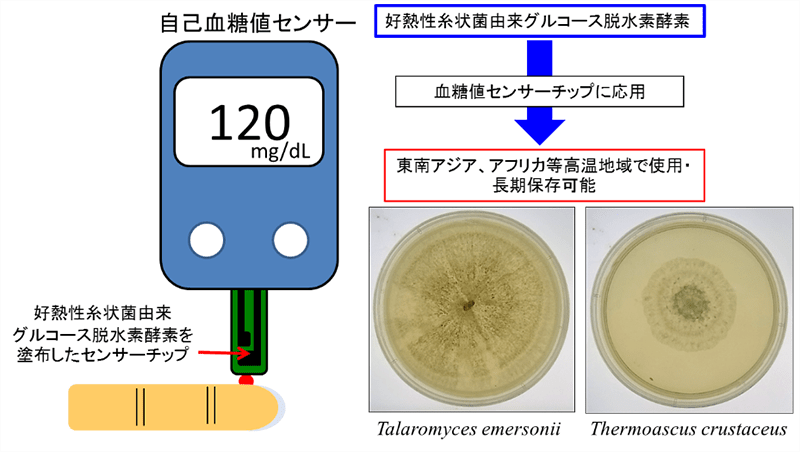 血糖値センサーチップ用の耐熱性と長期安定性に優れた酵素を発見 -- 東京工科大学応用生物学部