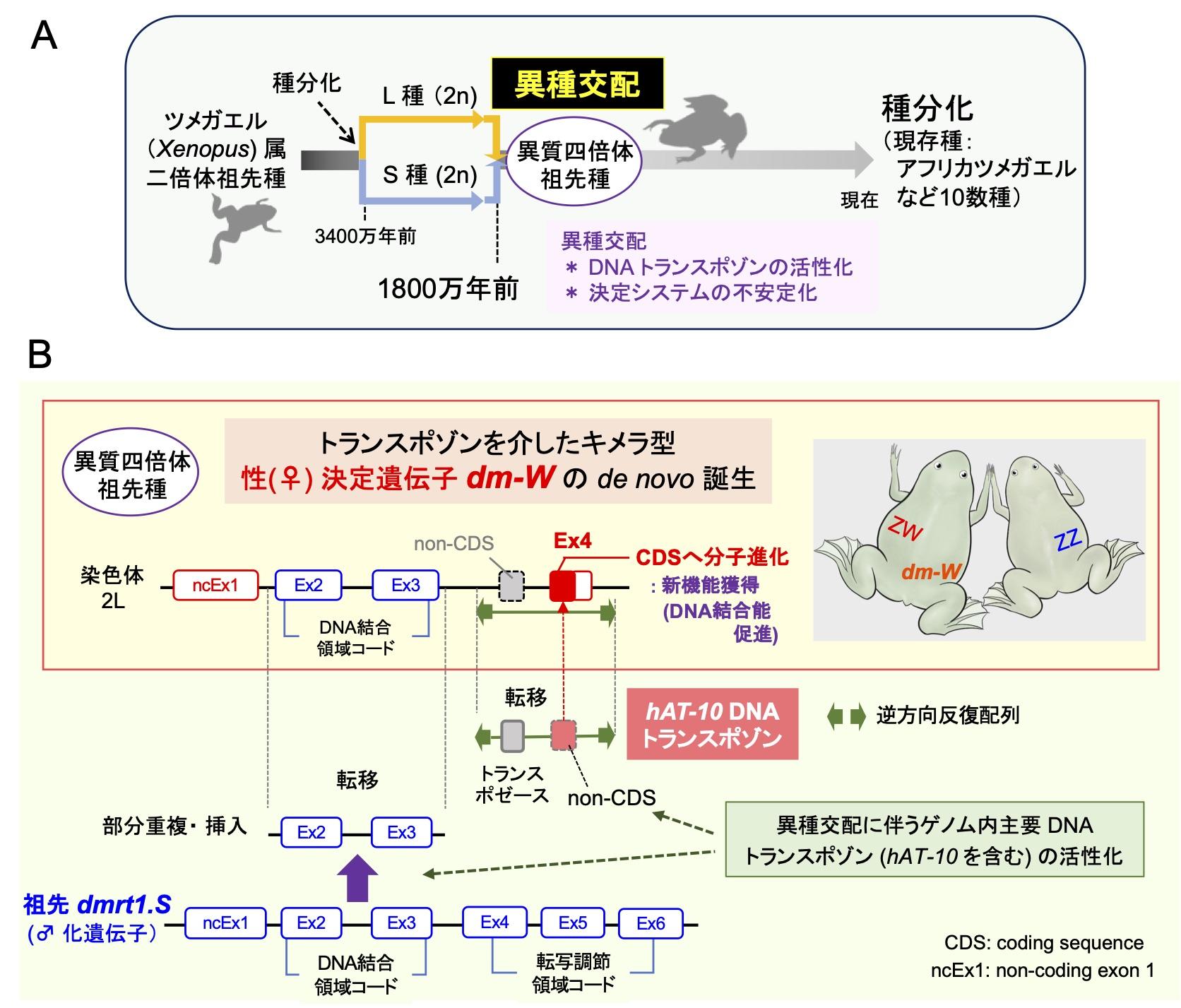 利己的DNA（トランスポゾン）を介したメス誘導性の性決定遺伝子の誕生！ -- 北里大学