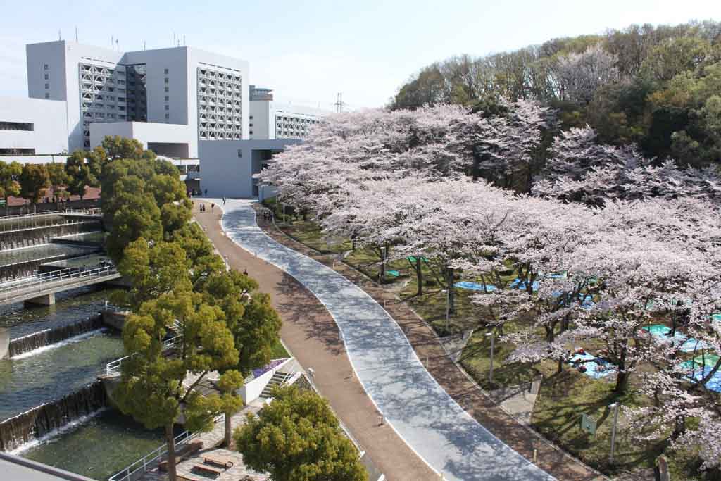 中央大学多摩キャンパスの花見スポット 桜広場 毎年約300本のソメイヨシノが満開に 大学プレスセンター