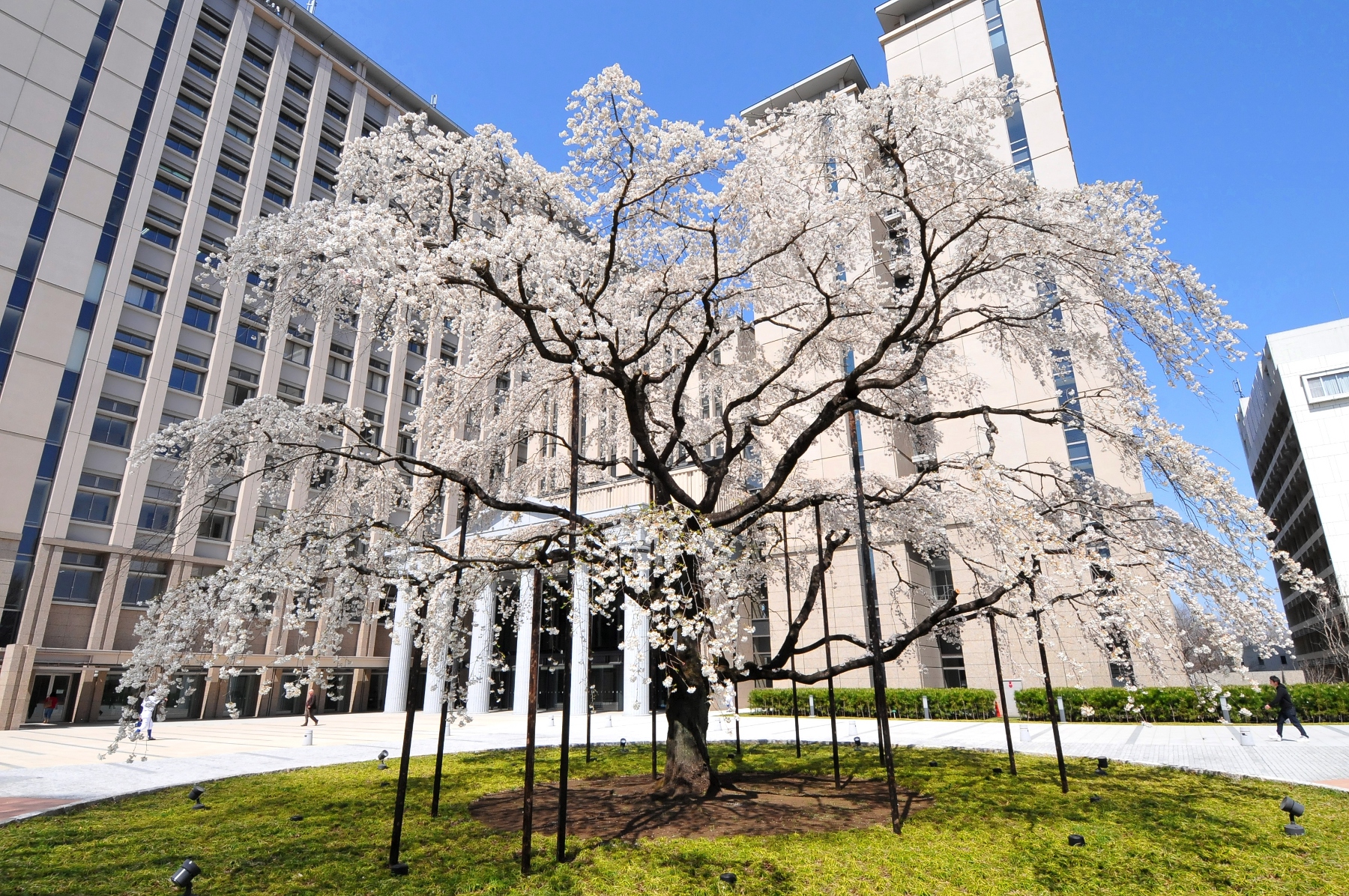 約2500本の桜が咲き薫る創価大学の春のキャンパス -- 地域にも開放