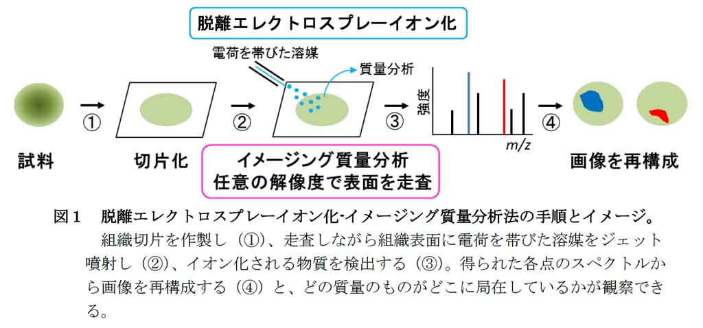 帝京大学理工学部の榎元廣文講師、山根久和教授らが植物ホルモンの種子内分布の可視化に成功