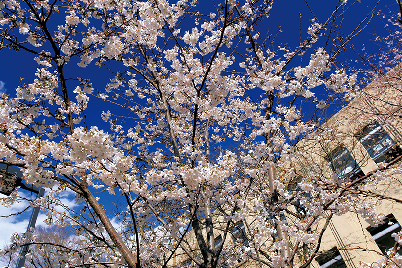 「武蔵学園の桜を観る会」を開催 -- 3月28～30日／9時半～16時半 -- 武蔵学園