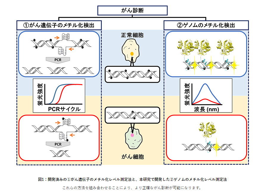 ゲノムのメチル化レベルの簡便な測定法を開発　がん診断への応用に期待 -- 東京工科大学応用生物学部