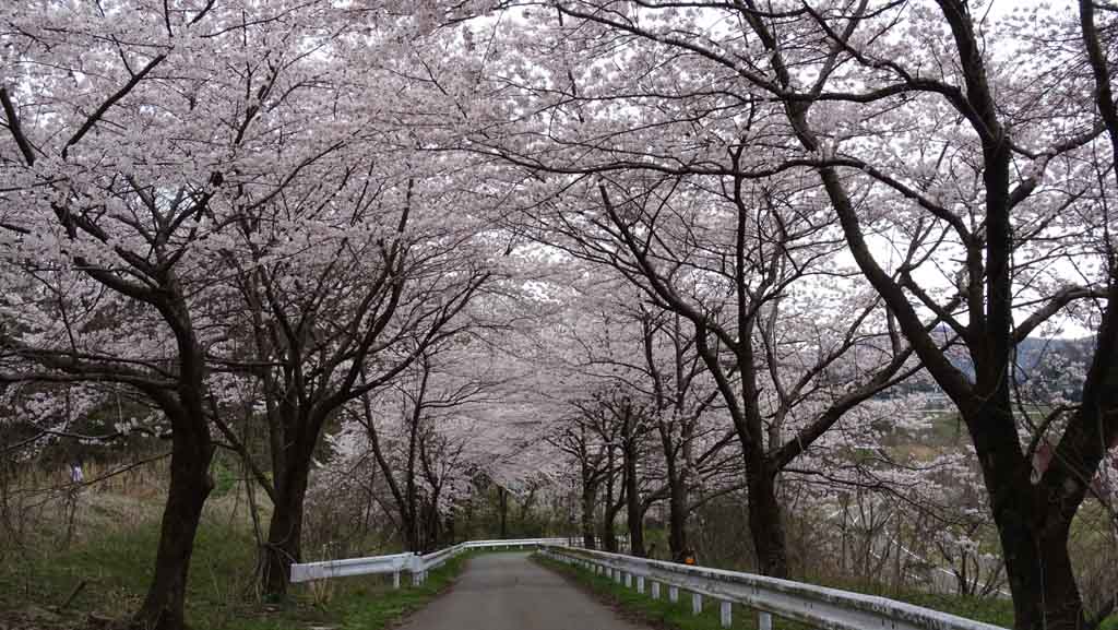 国内の大学で最大級の桜の本数を誇る金沢大学角間キャンパス -- 「桜マップ」も作成し、憩いの場として地域住民に開放