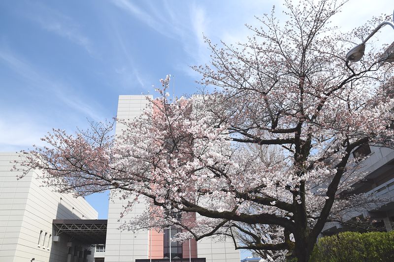 駒澤大学が3月25・26日に春のオープンキャンパス「見にコマ」を開催 -- 自分の進路を考え始める機会に
