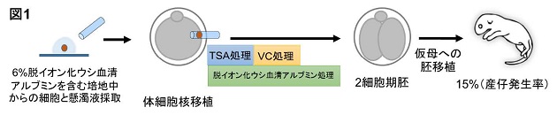 クローン動物の発生率の劇的な改善に成功　培養条件の改善のみで安定したクローンマウスの作出が可能に -- 近畿大学