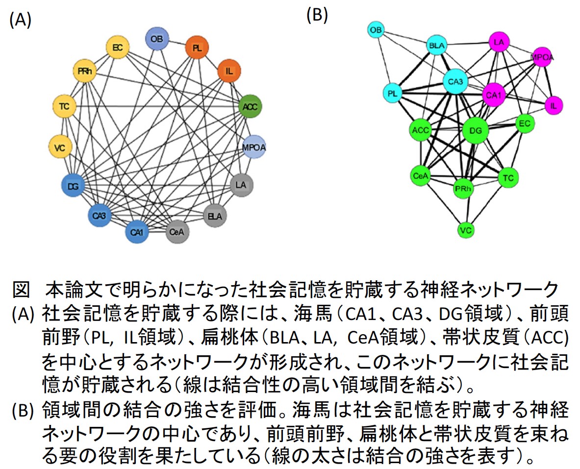 東京農業大学、他者を認識する社会記憶の神経メカニズムを解明～自閉症の病態解明・改善等へ期待～