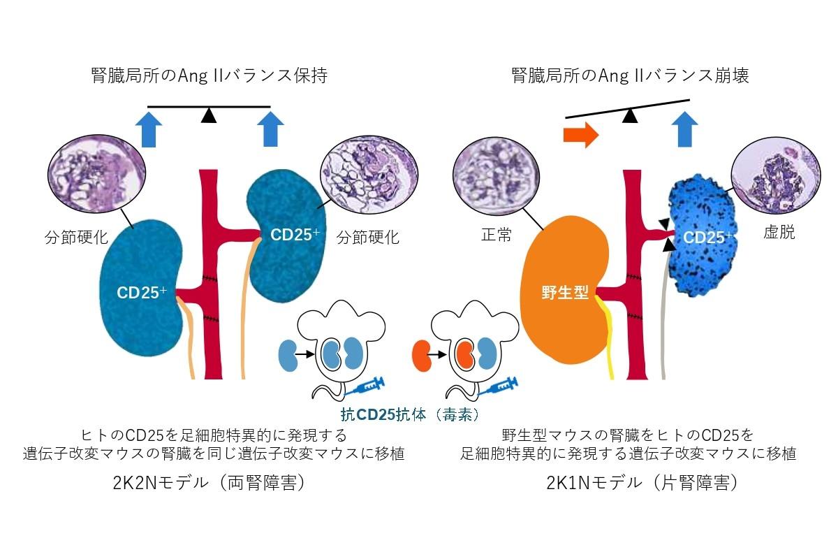 左右の腎臓が互いに機能のバランスを調節するメカニズムを解明
