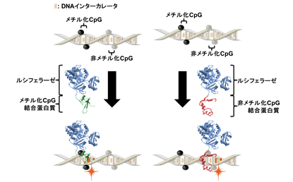 がん診断に役立つ簡便かつ正確なゲノムのメチル化レベル測定方法を開発 -- 東京工科大学応用生物学部