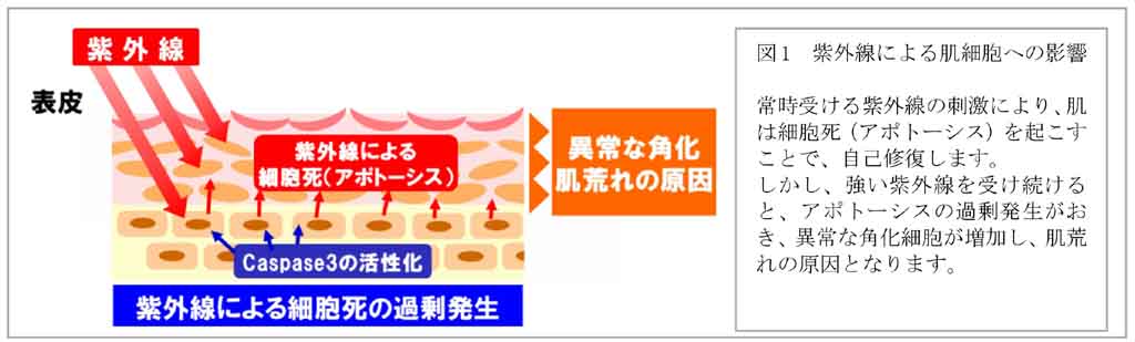 美肌効果の解明が進むアロエベラ液汁　紫外線ダメージから皮膚を守る効果を新発見 -- 近畿大学×小林製薬