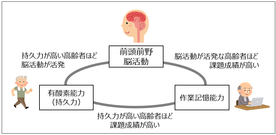 持久力の高い高齢者は作業記憶も優れる：新たな脳内メカニズムを解明