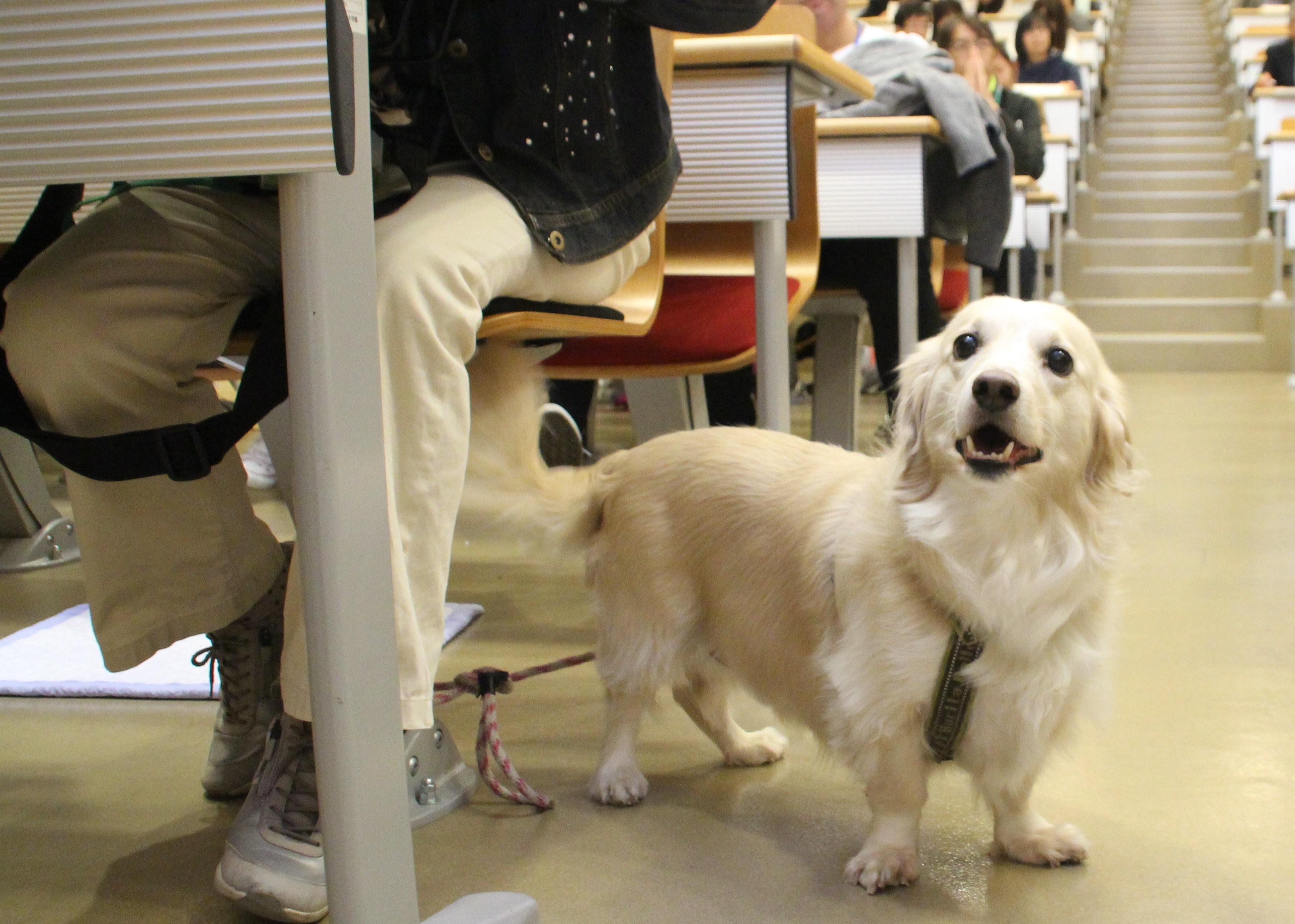 ～愛犬と一緒に参加して健康について学ぼう！～公開講座「ヒトがイヌと歩くということ」及びドッグ・ウォーキングフェスティバル開催