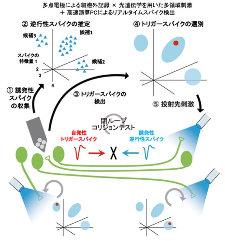 【玉川大学脳科学研究所 研究成果】脳領域間の相互通信を一挙に観測する手法を開発！ 　脳の通信プロトコル解読に向けてさらなる前進