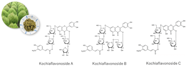 マウンテンキャビアエキスに含まれる「アシル化フラボノイド配糖体」世界で初めてその化学構造を明らかにし、共同で特許を出願