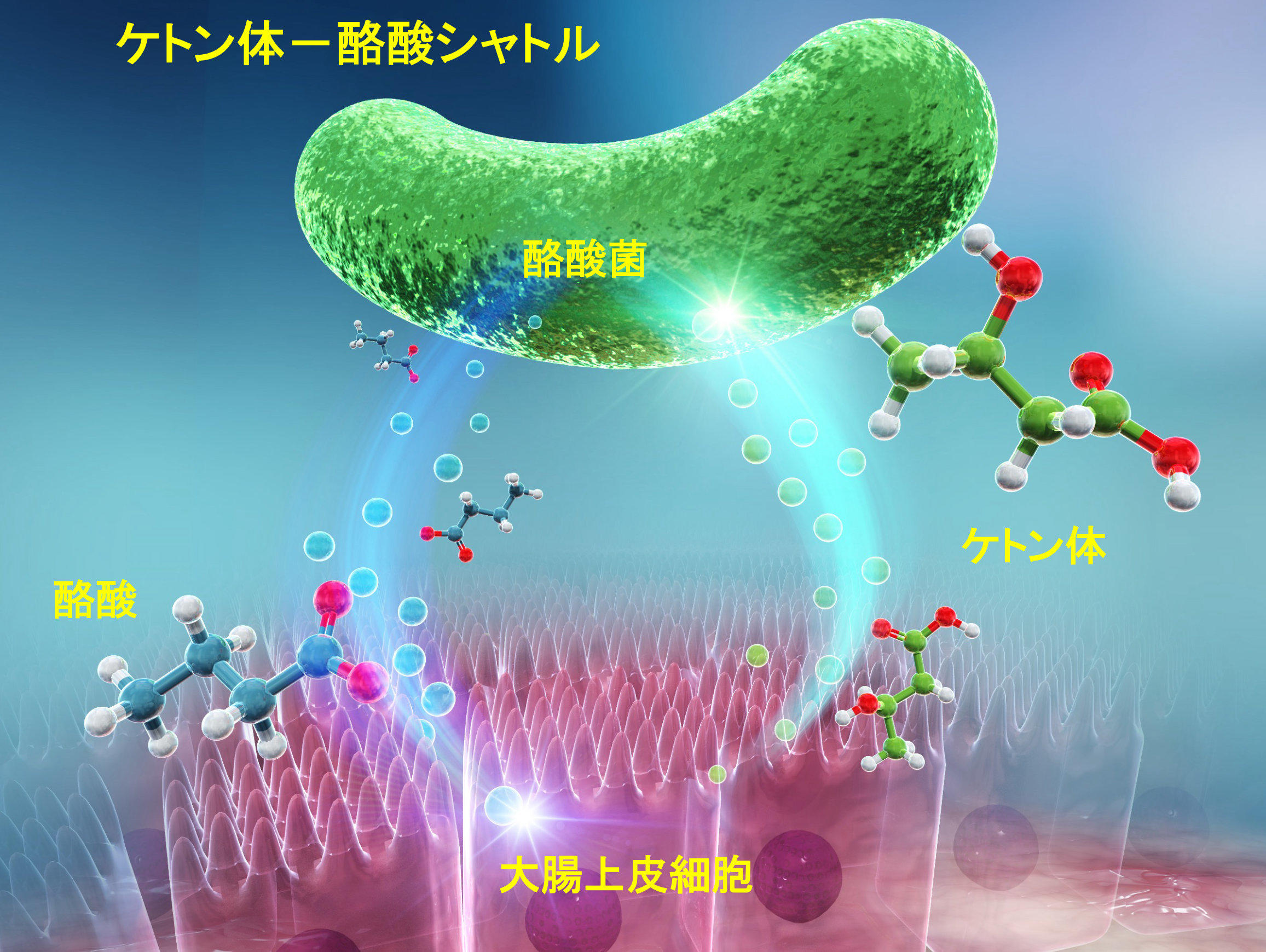 酪酸菌とヒトはケトン体を介して共生関係にある〜大腸管腔内のケトン体濃度が高いことを発見、仮説を提唱〜東京工科大学応用生物学部