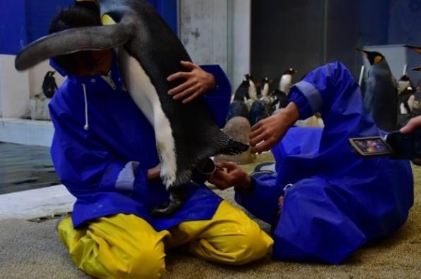 アドベンチャーワールド×生物理工学部　バンドウイルカとキングペンギンの人工授精へ向けた共同研究がスタート　精子を凍結させる保存液の開発と使用技術の確立を目指す -- 近畿大学