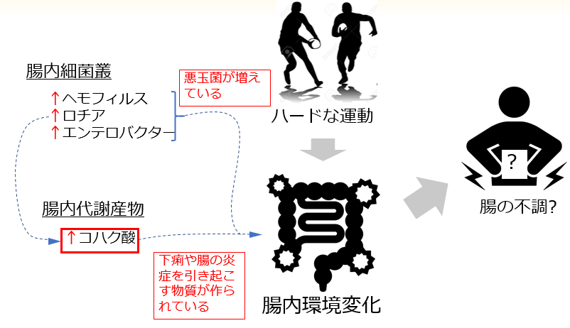 学生アスリートの深刻な腸内環境が判明　コハク酸値が大腸炎患者レベル　食物繊維摂取で劇的な改善も期待 -- 摂南大学