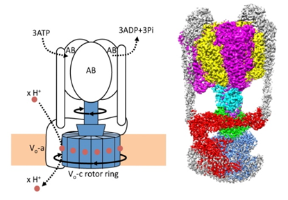 【京都産業大学】生命エネルギーの生成に関わる液胞型プロトンポンプタンパク質の活性調節機構を解明 -- 電子版オープンアクセス科学雑誌「eLife」に掲載